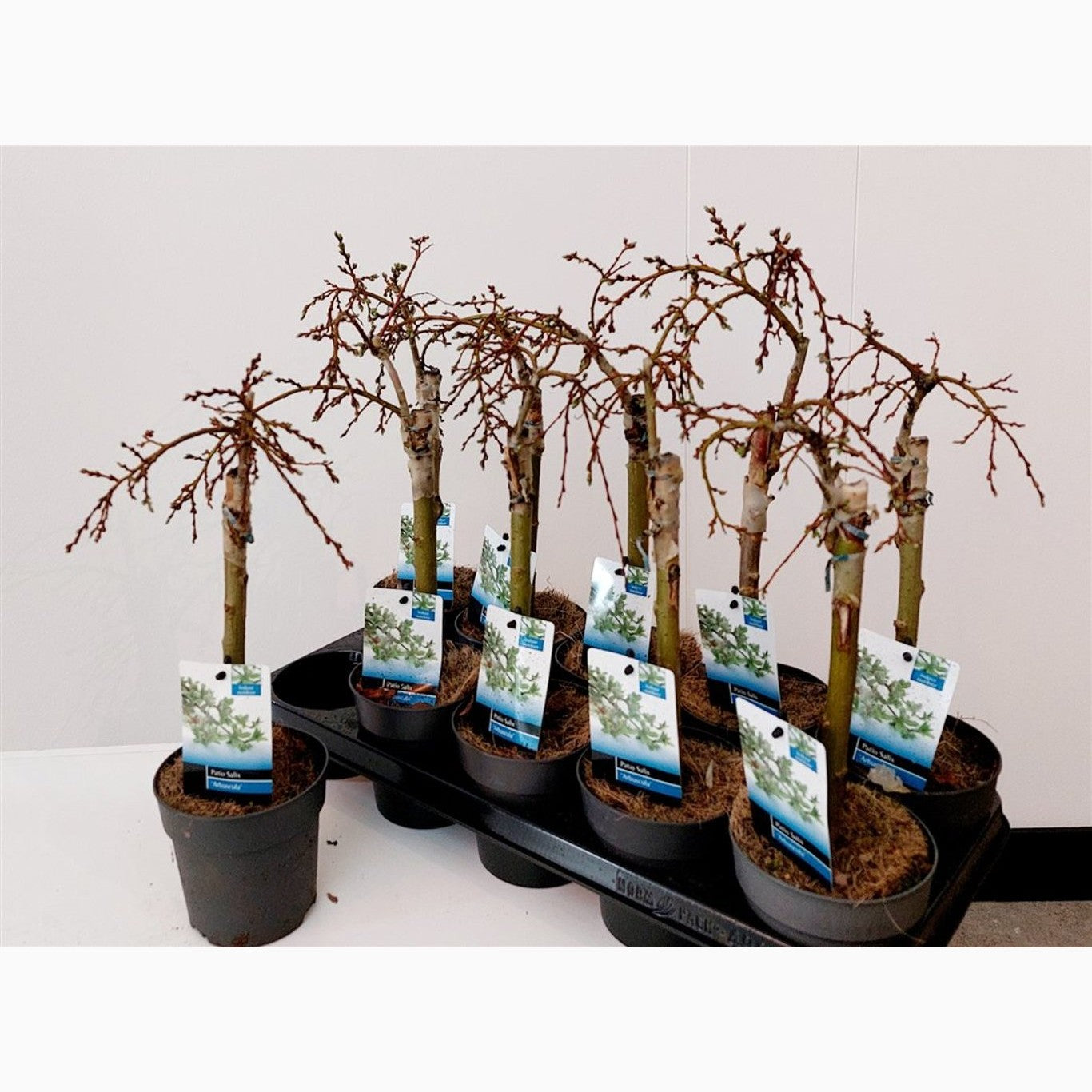 Dvärgvide – Salix arbuscula - P12